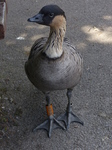 FZ006065 Goose.jpg